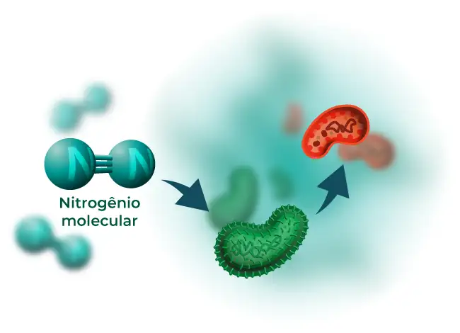 Nitrogênio molecular e microrganismos