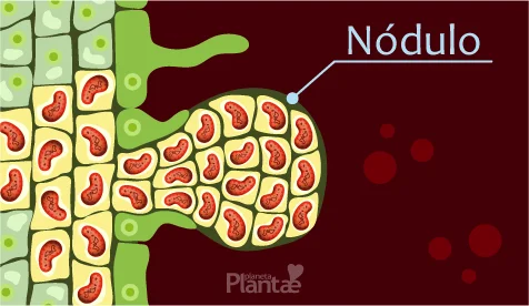 Nódulo de bactérias diazotróficas na raiz