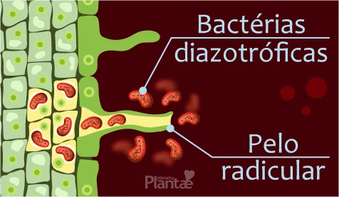 Bactérias diazotríficas entrando na raiz.